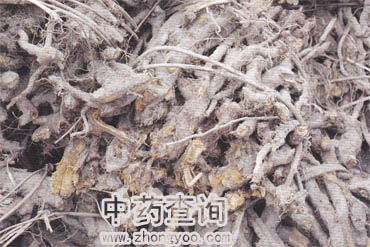 虎杖藥材(原藥材)