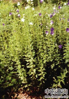 �۹�ԭֲ��DƬ