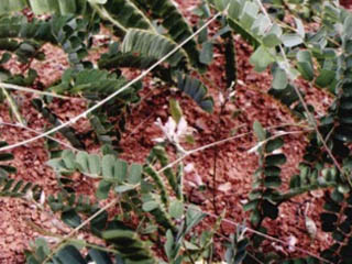 �u�ǲ�Դֲ��V����˼��