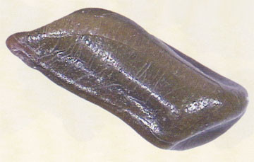 小決明藥材側(cè)面表面觀(放大圖)