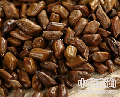 市場流通的決明子藥材