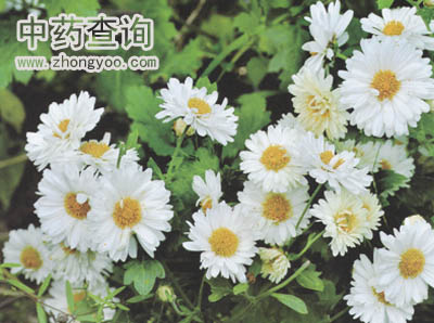 菊花藥材源植物