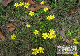 貓爪草源植物小毛茛