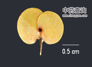 ľ�������ķN��