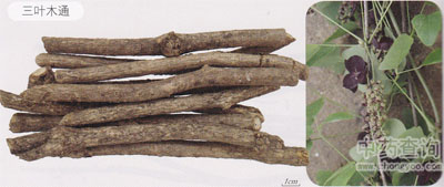 三葉木通藥材及原植物