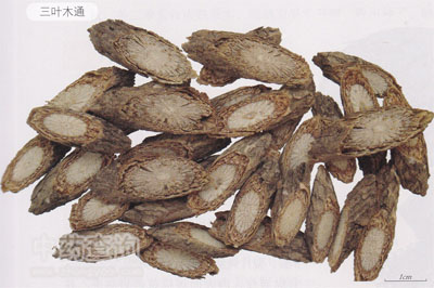 三葉木通飲片