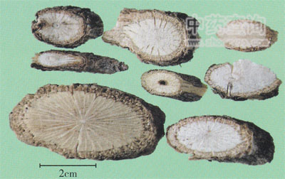 三葉木通藥材橫切面