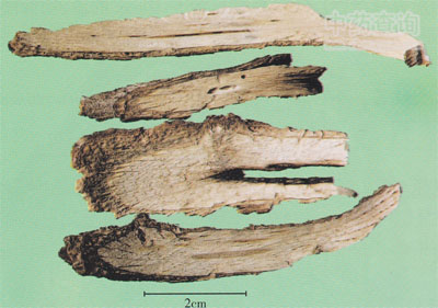 三葉木通縱切面