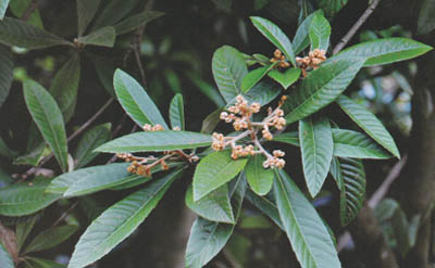 �����~Դֲ��