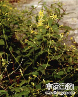 千里光藥材源植物