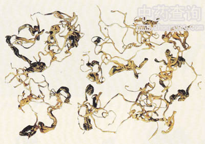 �����ˎ��