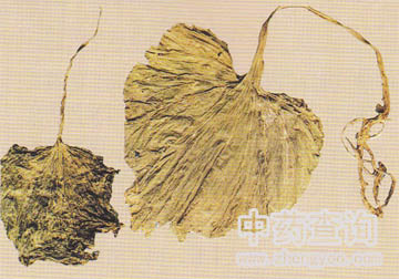 �����ˎ�ķŴ�D(�~ˮ�����_��ʾ�~�� ����)