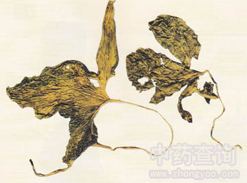 �����ǿ�ֲ��ĸ���ȫ��(�~�ϱ����^�����������Ʒ)