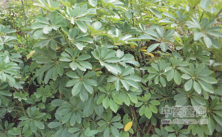 七葉蓮原植物圖片