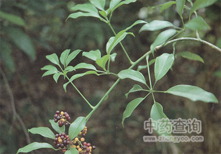 七葉邊原植物細(xì)節(jié)圖片