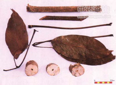 七葉蓮藥材實(shí)拍圖片