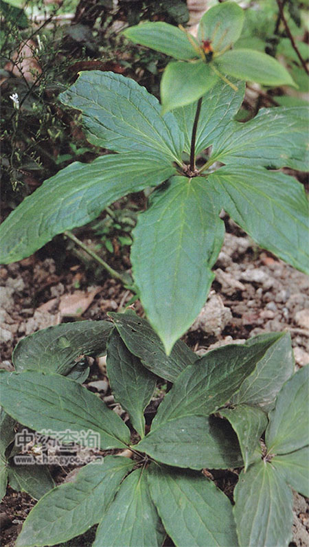 ���~һ֦��ԭֲ��