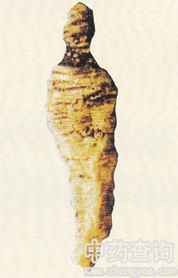 ɳ����ֲ��ĸ�(���񅢵Ļ���Ʒ)