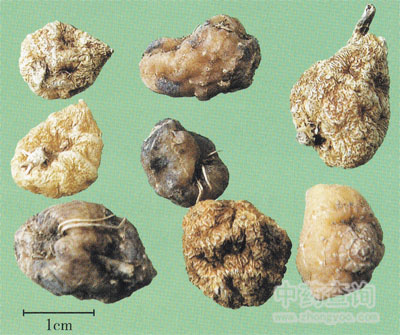 ë�ȹ�(���N�m)