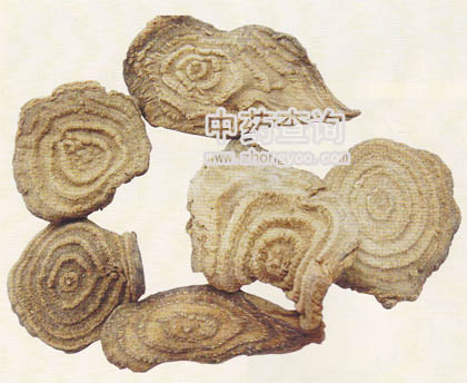 商陸藥材飲片(放大圖)