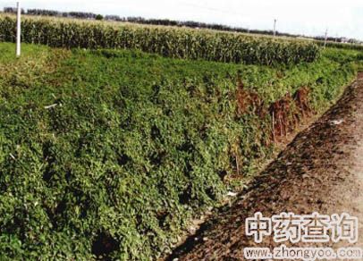 ɽˎԭֲ����ʚ�������D