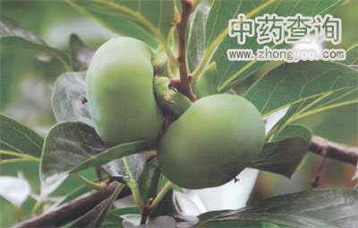 ����Դֲ�����ӈDƬ