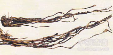 環(huán)草石斛藥材