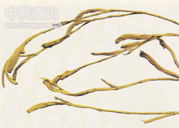 戟葉金石斛藥材