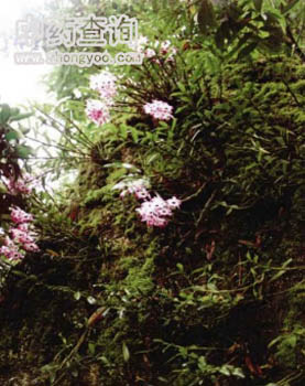 金釵石斛源植物