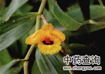 流蘇石斛源植物