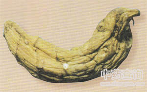 羽裂蟹甲草(天麻混淆品)