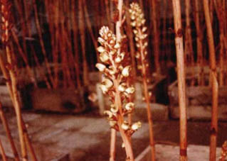 天麻源植物圖片