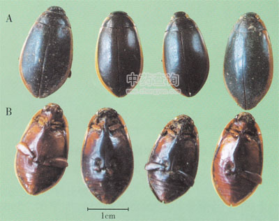 ���M�x����Ʒ����ʭ