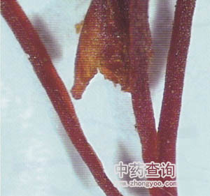 ���t��ˎ��(ˮ���ݺ�ľֲ��Ŵ�D)