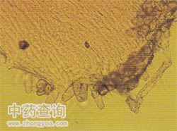 ���t���@΢����