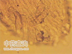 ���t���@΢����(�²��Ŵ�Dʾ�që)