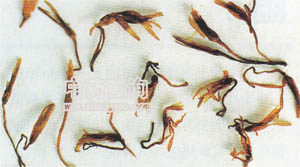 �t��(���t��ð��Ʒ)