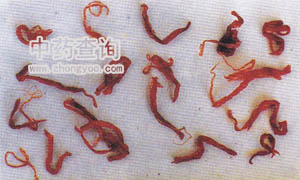 ������l����(���t������Ʒ)