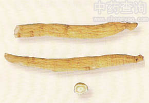 �����L(zh��ng)֦(����N��)