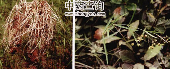 ���L(zh��ng)��Դֲ��DƬ