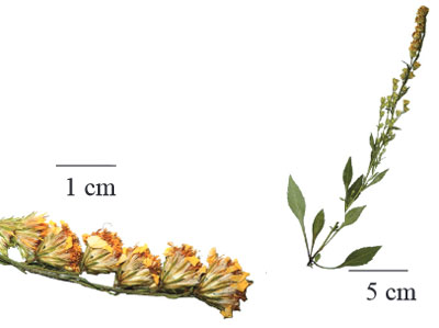 һ֦�S����֦�ͻ���