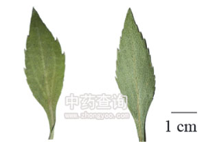 һ֦�S���~Ƭ