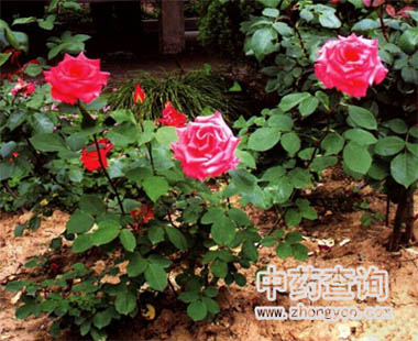 月季花藥材源植物