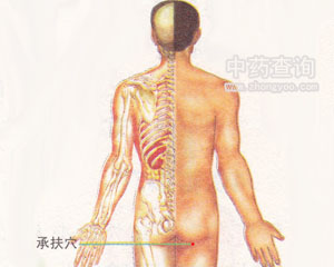 承扶穴位