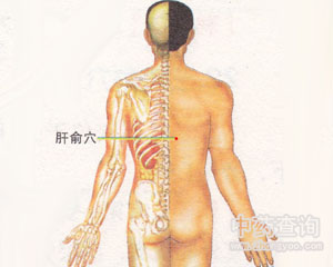 肝俞穴位