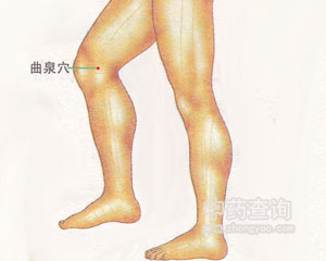 曲泉穴位