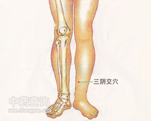 三陰交穴位