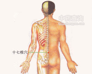 十七椎穴位