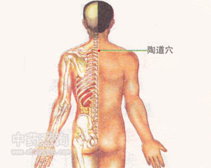 陶道穴位