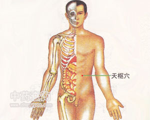 天樞穴位